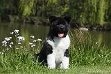 AKITA AMERICAIN 469
